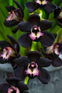 Orquideas Negras Plantas | MercadoLibre 📦