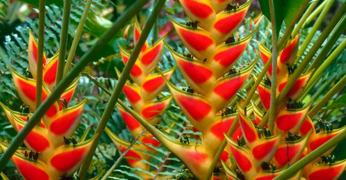 Muda Heliconia Bihai - 30cm (1 Muda) Pássaro-de-fogo