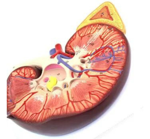Modelo Anatômico Rins Corpo Humano Anatomia Funcionamento
