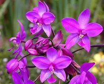 Comprar Orquideas Terrestres. Plantas Ornamentales Y De Jardín