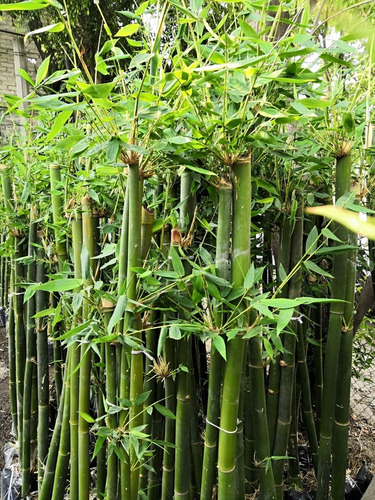 Imagen 1 de 4 de Bambú Oldhamii Doble 
