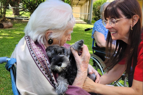 Schnauzer Compañía  Para Abuelos 