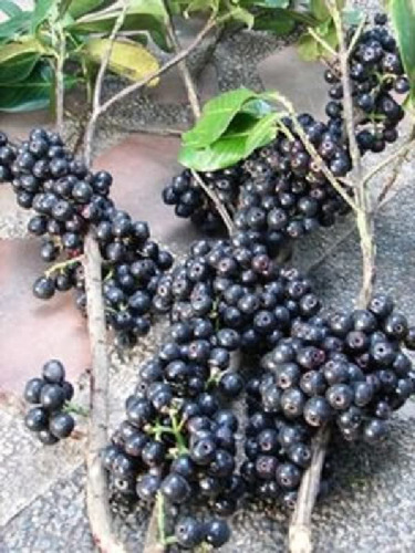 Gowak Syzygium Polycephallum, Frutal Exotico, Coleccionistas