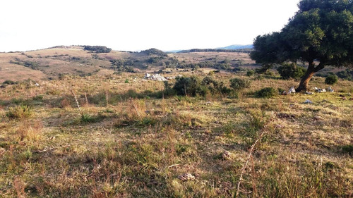 Imagen 12 de 30 de Campo 142 Hectareas Ganadero Forestal Lavalleja