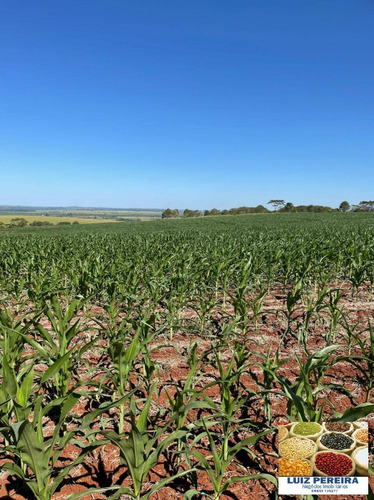 Imagem 1 de 5 de Fazenda À Venda Em Dourados Ms - De 535 Hectares (dupla Aptidão) - 1718