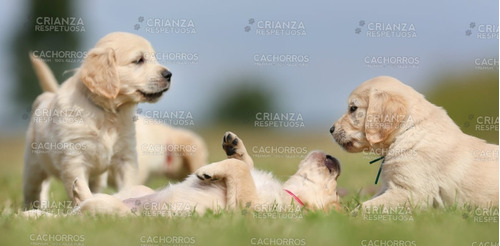 Cachorros Golden Retriever Con Vacunas Desparasitados Y Cert