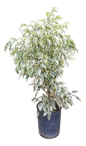 Ficus Blanco 1.20 M Deco Plantas Interior/exterior 