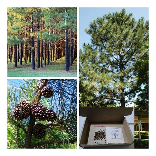  300 Sementes Pinheiro Pinus (elliotti) - Reflorestamento