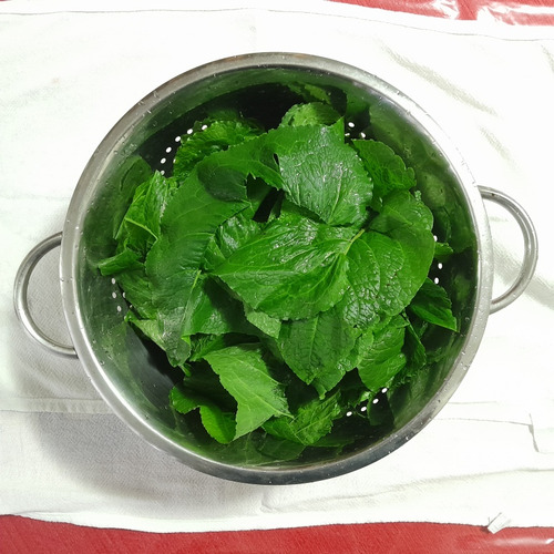 4 Mudas Língua De Vaca - Labaça - Panc - Rumex Obtusifolius