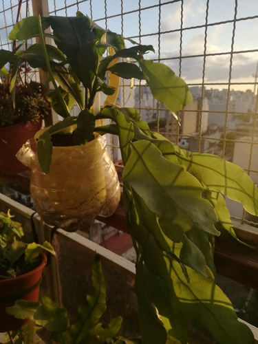 Planta Dama De Noche. Epiphillum Oxipetalum (Usado)