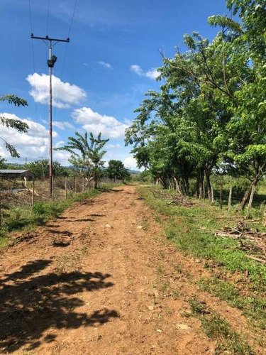 Imagen 9 de 22 de Finca En Tinaquillo Con 132 Hectáreas, Excelente Oportunidad