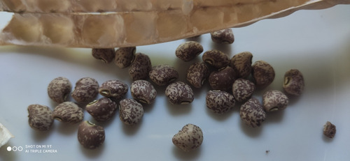 Mix Semilla Porotos Variado A Elección Cinco Variedades