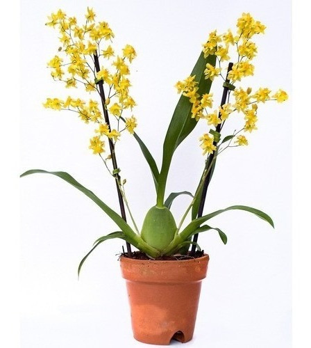 Oncidium Twinkle Amarela Orquídia