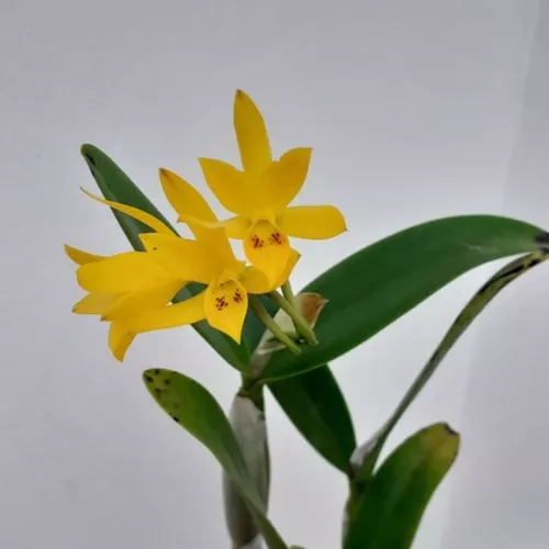 Cattleya Aurantiaca Amarela Orquídea Espécie Coleção Rara