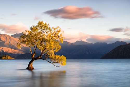 Árbol En Lago Nueva Zelanda Med, Lienzo Canvas Cuadro Decorativo