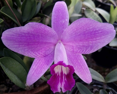 Laelia Sincorana Var Venosa