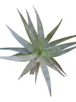Comprar Planta De Aloe Vera Barbadensis Comestible Medicinal M12
