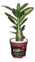 Comprar 10 Mudas Rosa Do Deserto Triplas Dobradas Simples Com Vaso