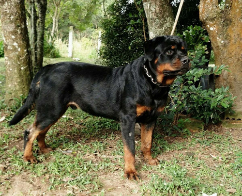 Rottweiler Casal Com 24 Meses Top Lindos Filhos De Campeoes!