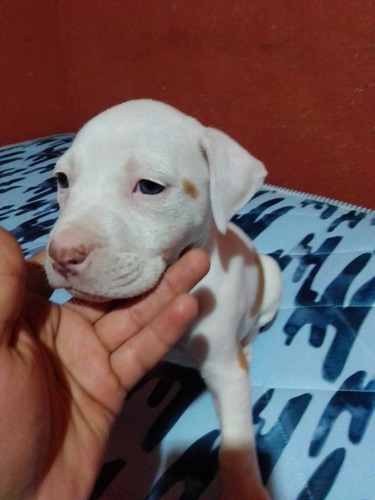 Perritos De Raza Pitbull Se Darán A 600 Cada Uno
