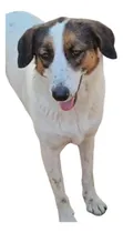 Comprar Estela, Cruza Collie, Belleza, 1 Añito Y 10 Meses, Adopcion.