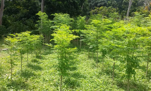 En Venta Finca Ideal Para Ganadería, Cría De Caballos Entre Otras Actividades.
