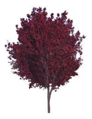 Ciruela Genovesa Arbol Grande 2,8m - E,gratis. Rosa