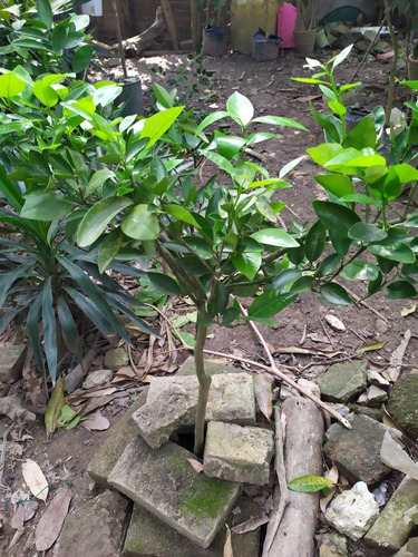 Mandarina Mónica Grande De 1.6 M De Altura 