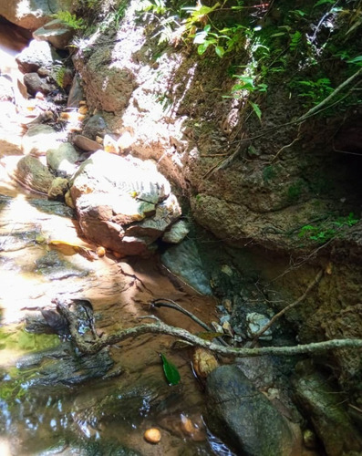Imagen 25 de 30 de Vendo Finca En Tocuyito Vía Cachinche ( Dt )