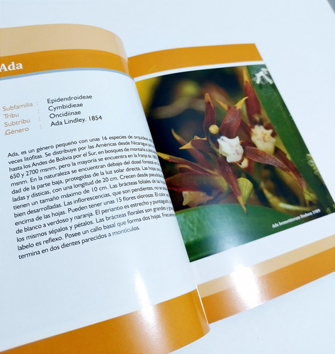 Orquídea Del Bosque De Las Nubes ( Orquídeas Del Amazonas )