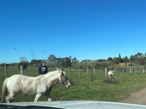 Vendo O Permuto Yegua Petisa, Burra Y Corderos