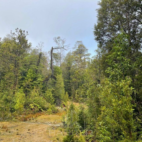 Campo De Bosque Nativo. Cercano A Parque Alerce Costero