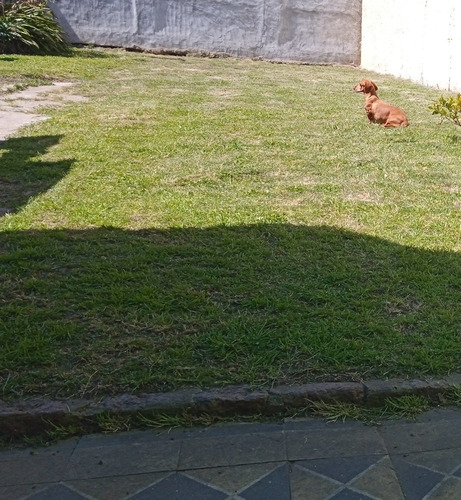 Imagen 4 de 5 de Pensionado Para Tu Mascota Económico