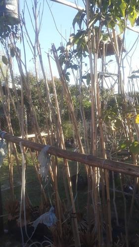 Imagen 10 de 11 de Arbol Lapacho Amarillo O Blanco 2.0 Mts..e.gratiscaba/gba