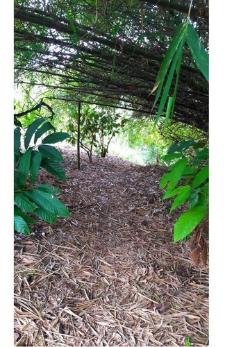 Imagen 4 de 10 de Hermosa Finca En Plena Producción De Cacao Y Café En Recinto Libertad Del Toachi , Vía A Las Mercedes Km 7