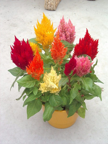 Rabo De Galo Mix Celosia Plumosa Flor Sementes Para Mudas