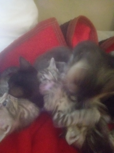 Gatitos Bebes Atigrados