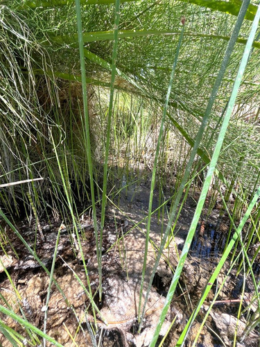 Fundo Agrícola + Casona + Agua Riego + Río
