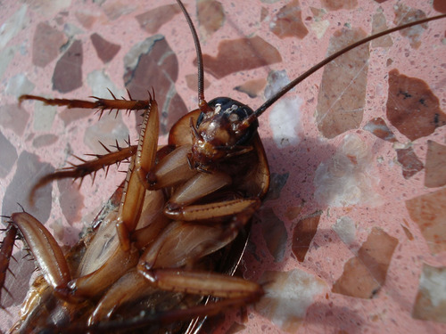 Insectida Cucarachas, Arañas, Chinches, K-22 2 Pzas 500 Ml