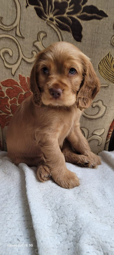 Cachorra Cocker Spaniel 