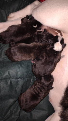 Imagem 1 de 5 de Buldogue Francês Recém Nascido