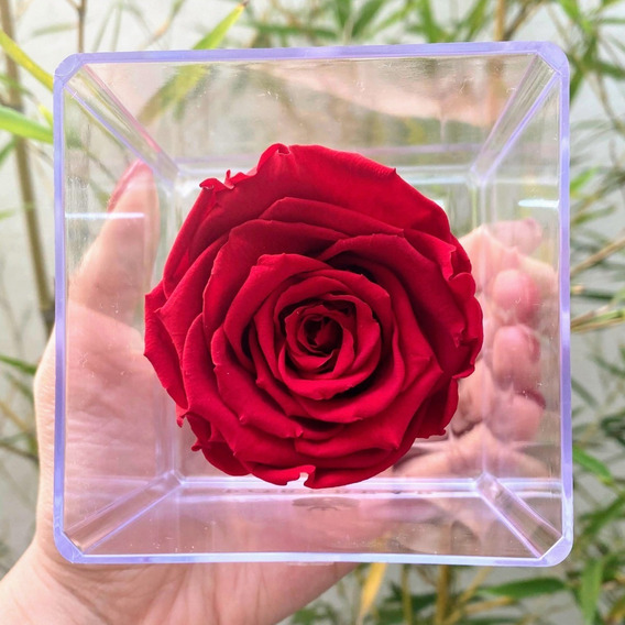 Flores Rosas Naturales Preservadas | MercadoLibre 📦