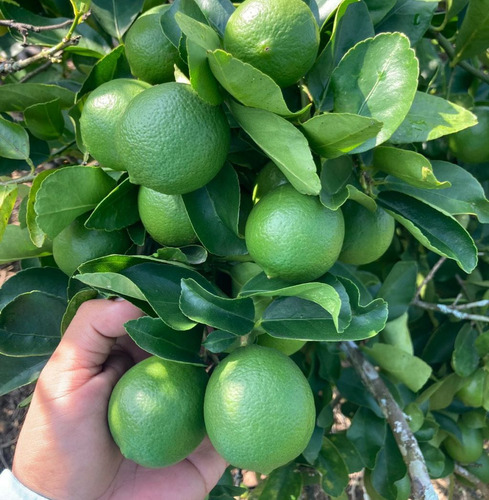 Limón Criollo Enano Para Maceta