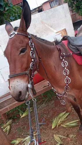 Traia De Frente Para Qualquer Raça De Cavalo Cabeçada Com Regulagem Amarela