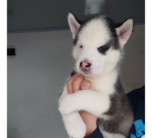 Lobos Siberianos