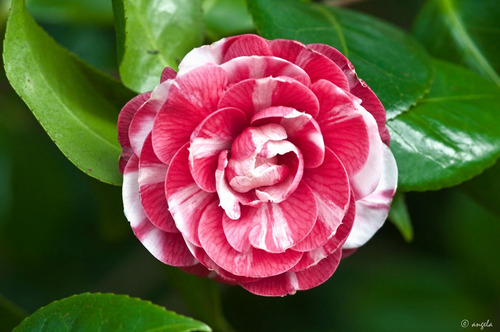 Planta De Camelia Japonica 10 Lts | MercadoLibre