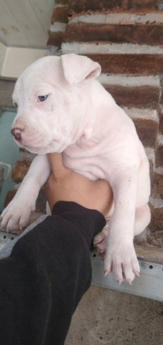 Cachorros Pitbull