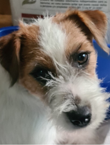 Jack Russell Terrier Broken Incritos Consultar Disponibilida