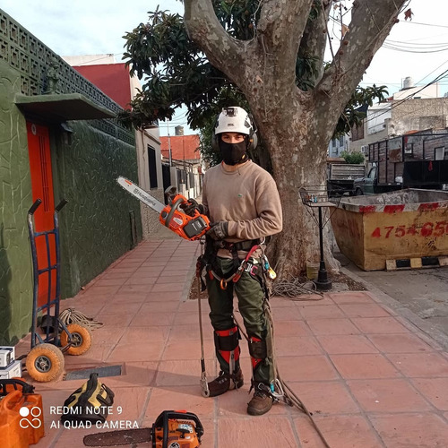 Imagen 9 de 10 de Poda De Arboles, Palmeras, Extracciones De Raiz