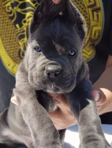 Argentina cane corso sales